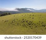 Cows, mares and sheep grazing in a green meadow. Navarrese Pyrenees