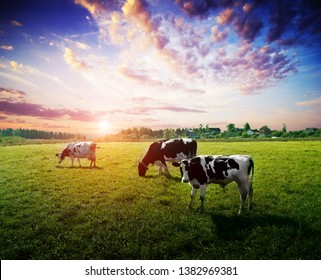 Cows meadow field pasture. Summer evening landscape