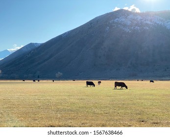 Cows In The Meadow In Genoa Nevada