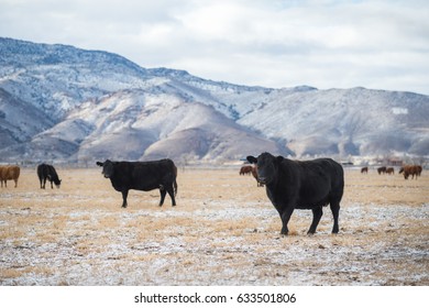 Cows In A Meadow Winter Domestic Cattle, Cattle, Dairy Farm, Field, Farm