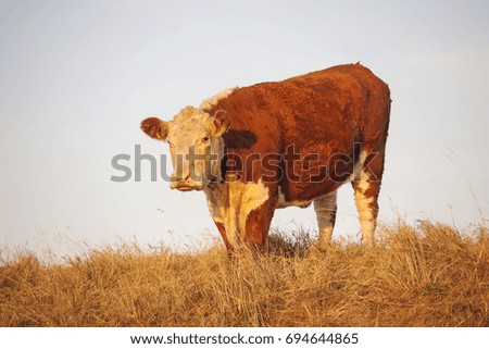 Cows in Moldava, Czech republic Stock photo © 