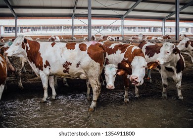 Cows of Montbeliard breeding in free livestock stall.