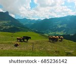 Cows in Mountain