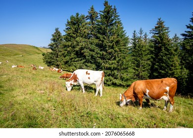 Cows in a mountain field. La Clusaz, Haute-savoie, France