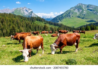 Cows in a mountain field. La Clusaz, Haute-savoie, France