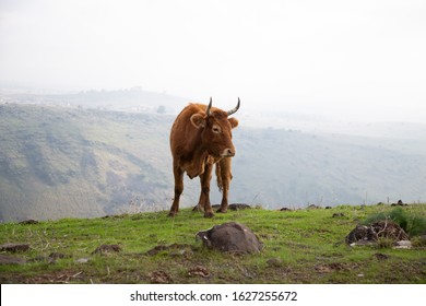 cows in the mountains walking