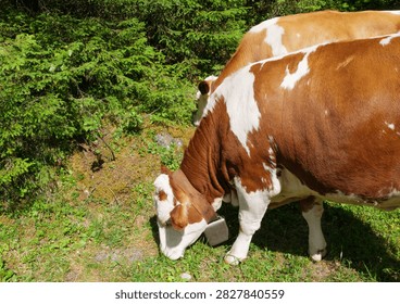 Cows move through a forest clearing with grass, soil and conifer trees. The image reflects sustainable agriculture and environmental land stewardship, emphasizing livestock activity, vegetation patterns and responsible rural land management.