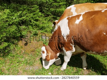 Cows move through a forest clearing with grass, soil and conifer trees. The image reflects sustainable agriculture and environmental land stewardship, emphasizing livestock activity, vegetation patterns and responsible rural land management.