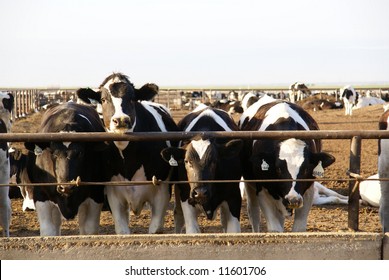 Cows Munch From Trough At California Feed Lot