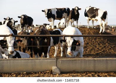 Cows Munch From Trough At California Feed Lot