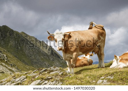 Similar – und du? Berge u. Gebirge