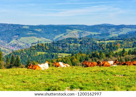 Similar – Foto Bild Kuh auf Almwiese in Österreich