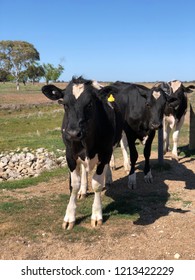 Cows On An Australian Farm