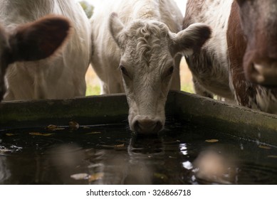 Cows on an autumn meadow drinking water of a drinking trough.