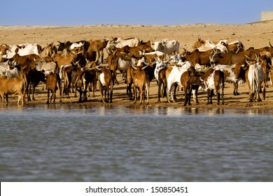 cows on the bank of river Niger