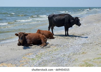 Cows on the beach