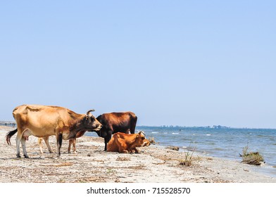 cows on the beach