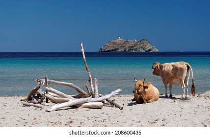 Cows On Corsica Beach 