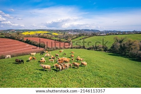 Cows on Devon Fields and Meadows from a drone, English Village, England, Europe
