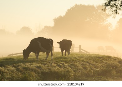 Cows on a dike of a small river in Holland during a foggy sunrise.