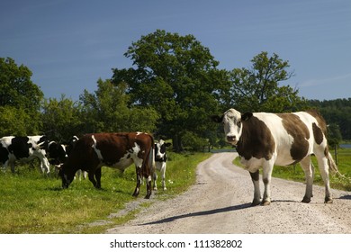 Cows on a dirt road