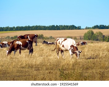 Cows on a dry field.