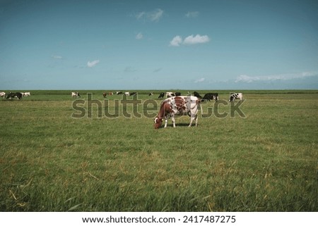 Similar – Salt marshes with blooming sea lilacs and beach mugwort, curious cattle behind the fence | Hallig Gröde