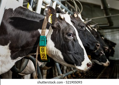 
cows on the factory farm