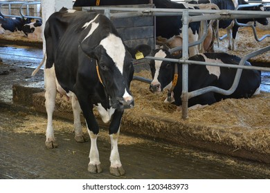 Clinical Sign Foot Mouth Disease Fmd Stock Photo (Edit Now) 707374570