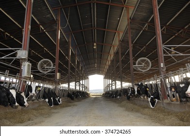 cows on a farm - Shutterstock ID 374724265