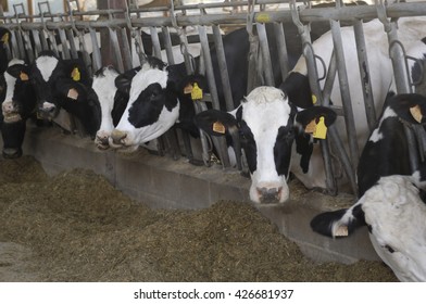 1,086 Cows Eating At Trough Images, Stock Photos & Vectors 