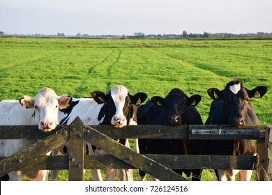 Cows on a farm - Shutterstock ID 726124516