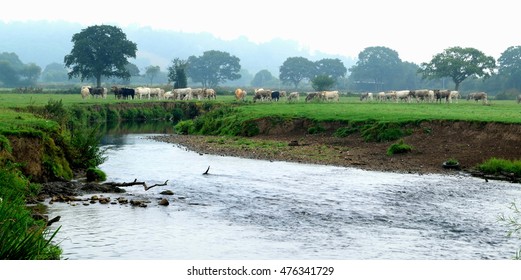 Cows On A Farm Around River Axe In East Devon, England
