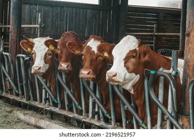 Cows On A Farm In Austria, Alpine Cows.