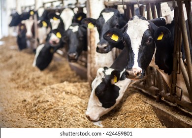 Cows on Farm. Black and white cows eating hay in the stable. - Shutterstock ID 424459801