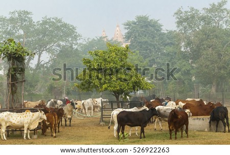 Cows on a farm India.