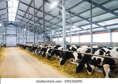 Cows on the farm in winter. Dairy cows. Cowshed