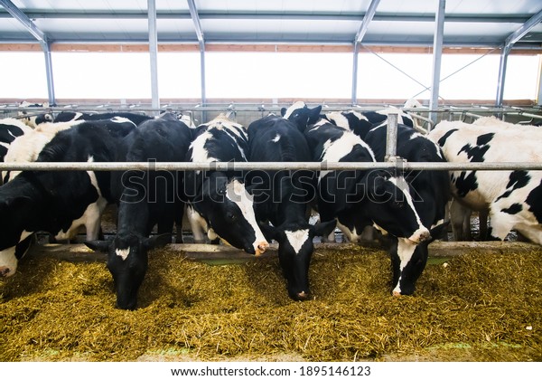 Cows on the\
farm in winter. Dairy cows.\
Cowshed