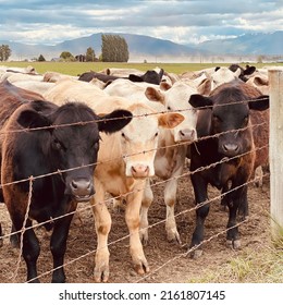 Cows On The Farm With Wire Fencing