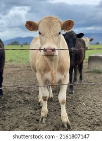 Cows On The Farm With Wire Fencing