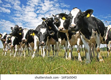 Kühe auf landwirtschaftlichen Flächen