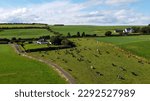 A cows on a fenced green pasture in Ireland, top view. Organic Irish farm. Cattle grazing on a grass field, landscape. Animal husbandry. Green grass field under blue sky