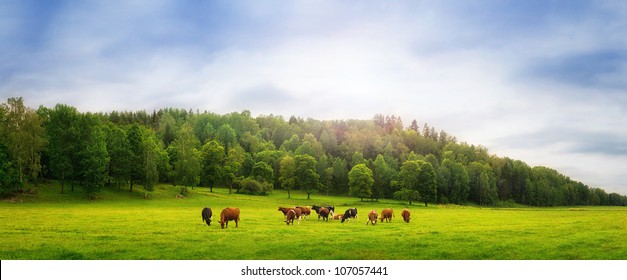 Cows on a field