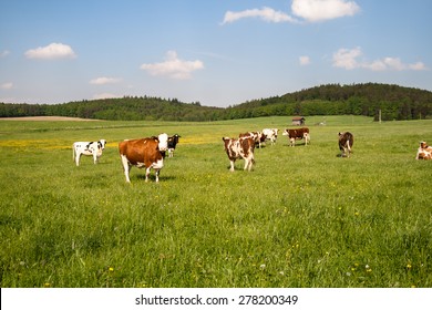 Cows On Field