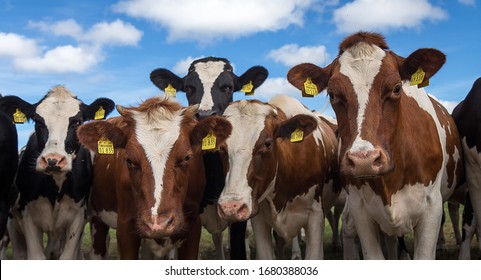 Cows On A Field In East Frisia