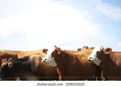 Cows on a field. Farming on a summery - Shutterstock ID 2030210102