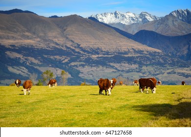 Cows On Field In The South Island, New Zealand