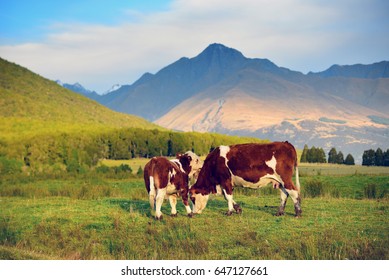 Cows On Field In The South Island, New Zealand