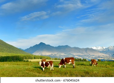 Cows On Field In The South Island, New Zealand