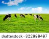 grassland cows